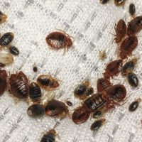 bedbugs fumigation service