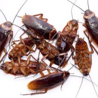 cockroach colony fumigation service