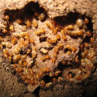 termite colony fumigation services